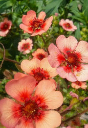 Potentilla "Roxanna"