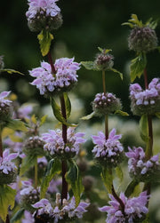 Phlomis tuberosa