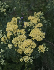 Thalictrum flauvum "Glaucum"
