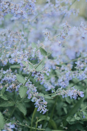 Nepeta Calamintha "Blue Cloud"
