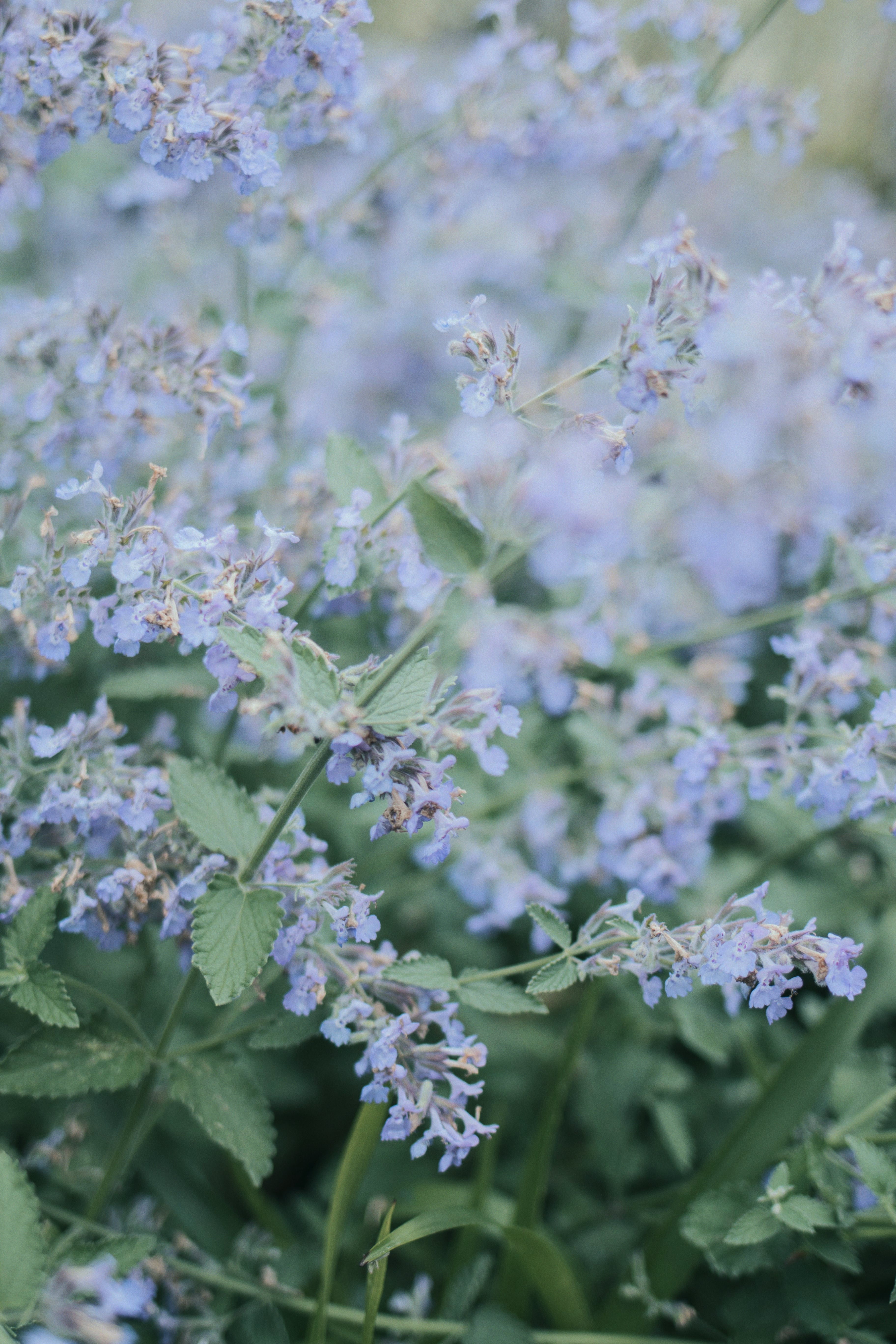 Nepeta Calamintha "Blue Cloud"