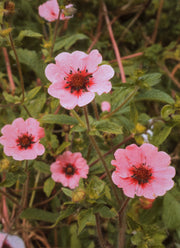 Potentilla "Miss Willmott"