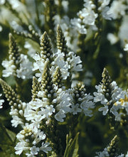 Verbena hastata "White Spires"