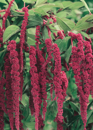 Amaranthus caudatus "Love Lies Bleeding" Red