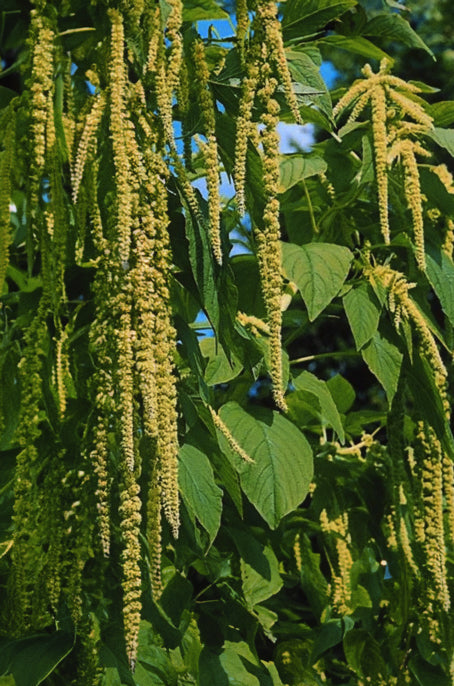 Amaranthus caudatus “Viridis”