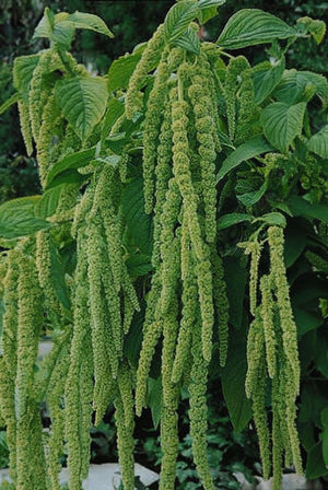 Amaranthus caudatus “Viridis”