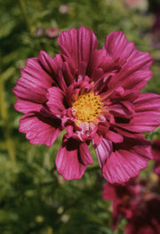 Cosmos bipinnatus "Double click Cranberries"