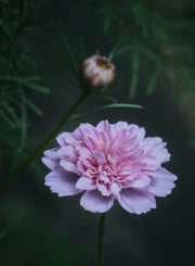 Cosmos bipinnatus "Double click Rose Bonbon"