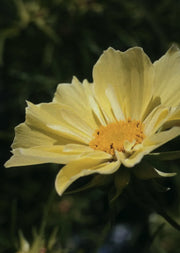 Cosmos bipinnatus "Xanthos"