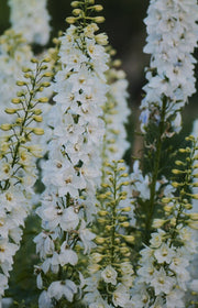 Delphinium consolida "Brisbane White"