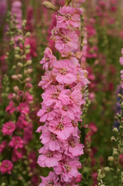 Delphinium consolida "Carmine"