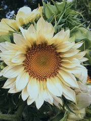 Helianthus annuus “Pro Cut White Lite”