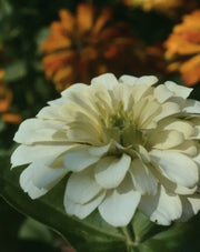 Zinnia elegans "Benary Giants White"
