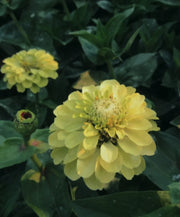 Zinnia elegans  "Giant Lime"