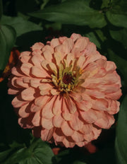 Zinnia elegans  "Giant Salmon Rose"