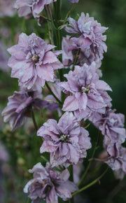 Delphinium consolida "Misty Lavander"