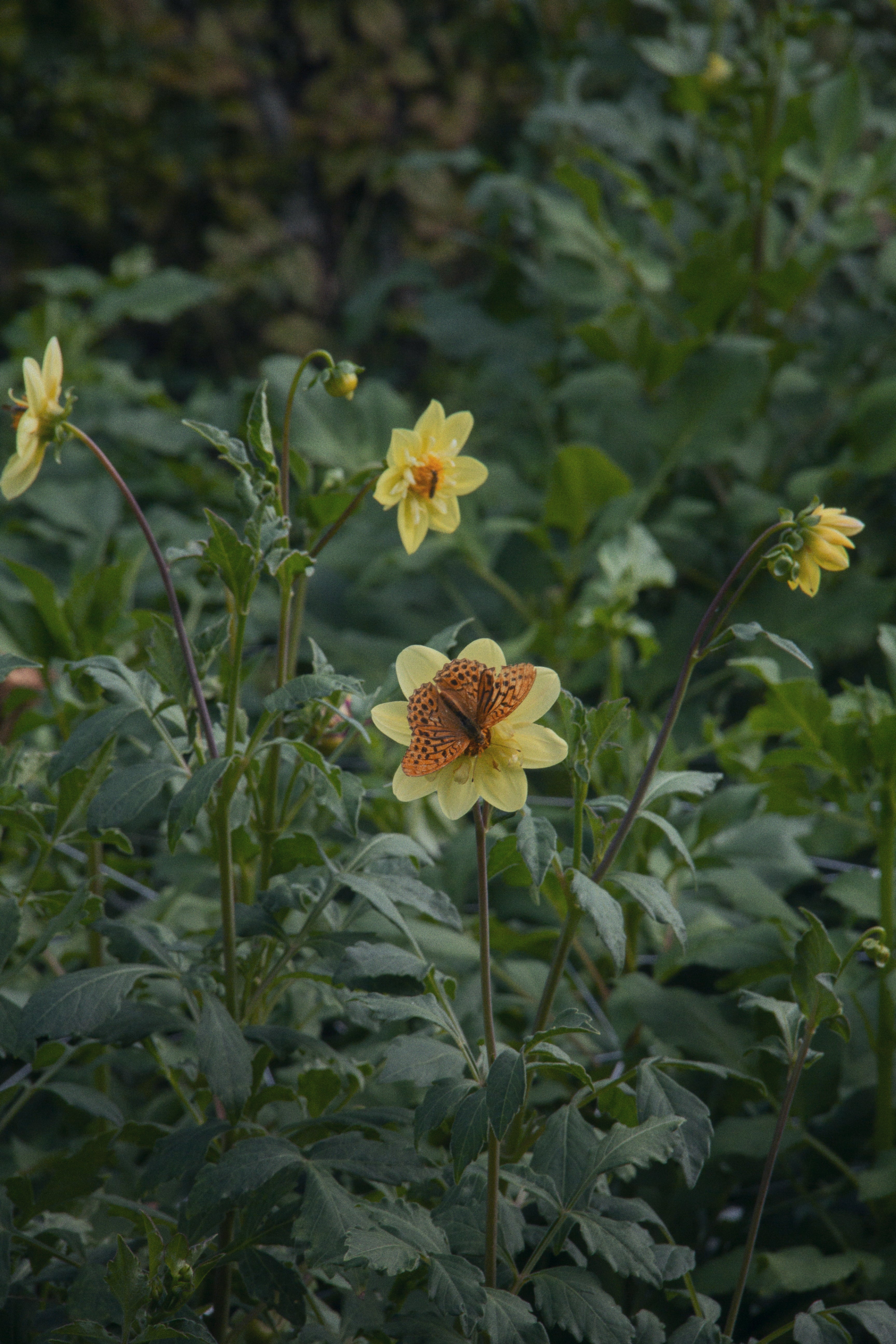 12-14 Junio - Introducción al cultivo de flores