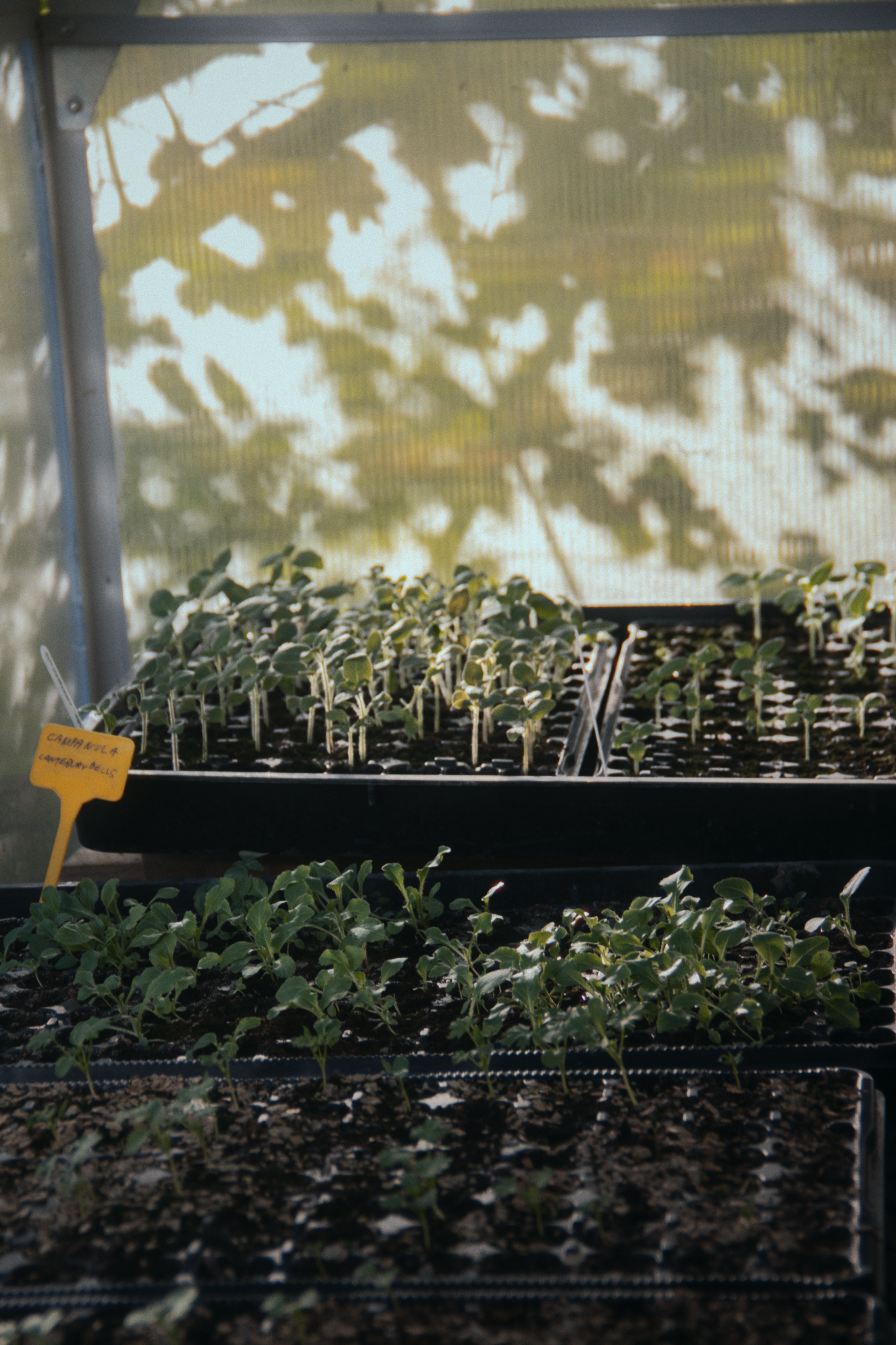 12-14 Junio - Introducción al cultivo de flores