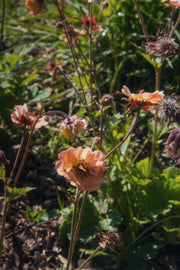 Geum chiloense