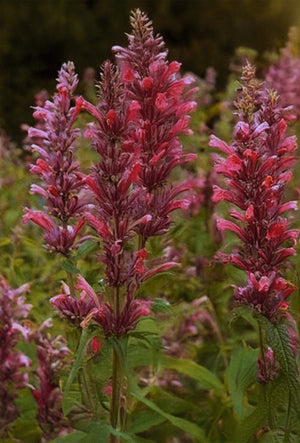 Agastache  "Sangria”