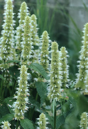 Agastache "Alabaster”