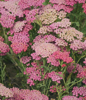 Achillea Summer Pastels