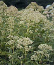 Eupatorium "Ivory Towers”