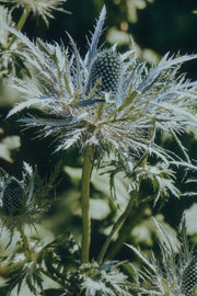 Eryngium "Silver Salentino"