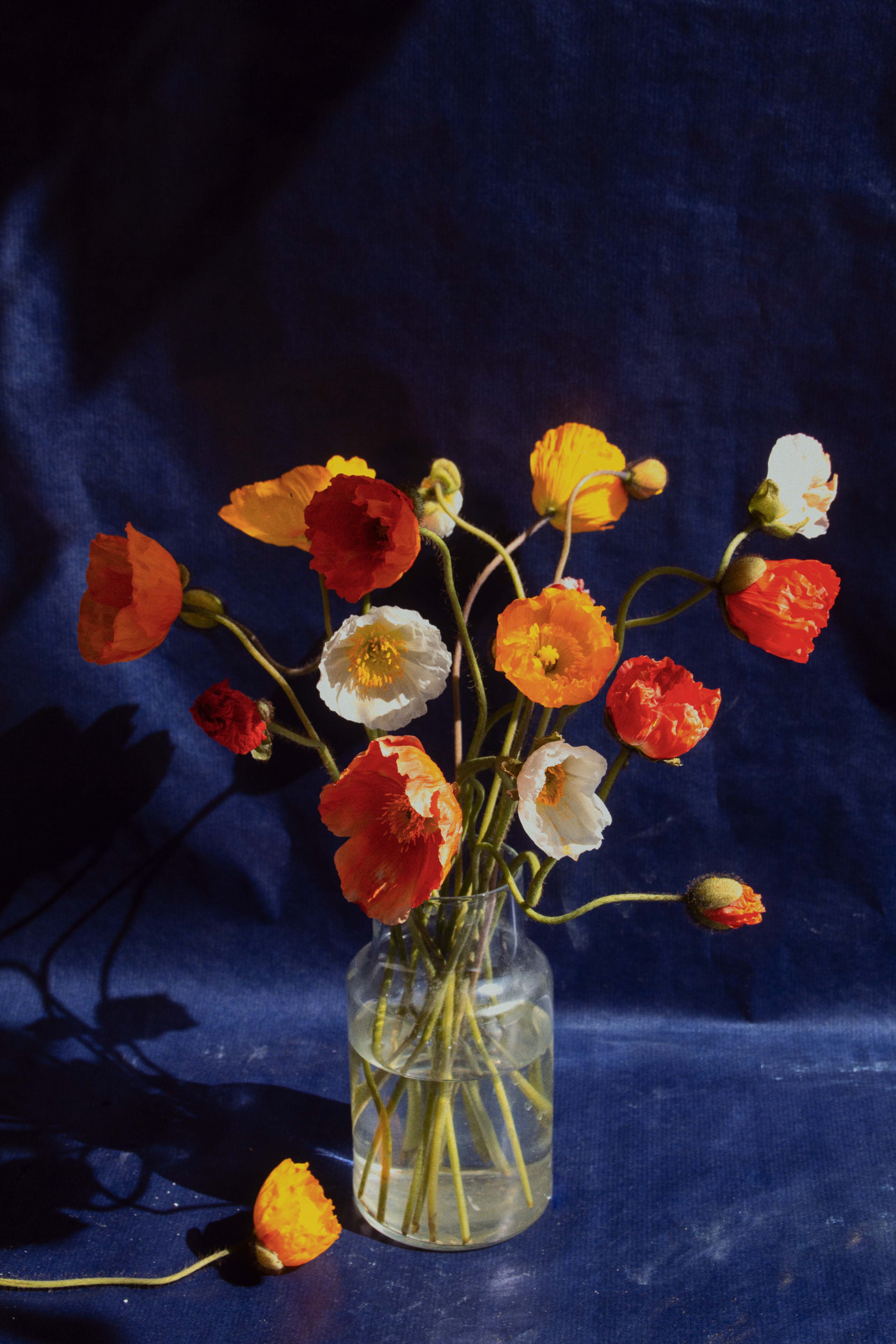 Papaver nudicaule "Kelmscott Giants"