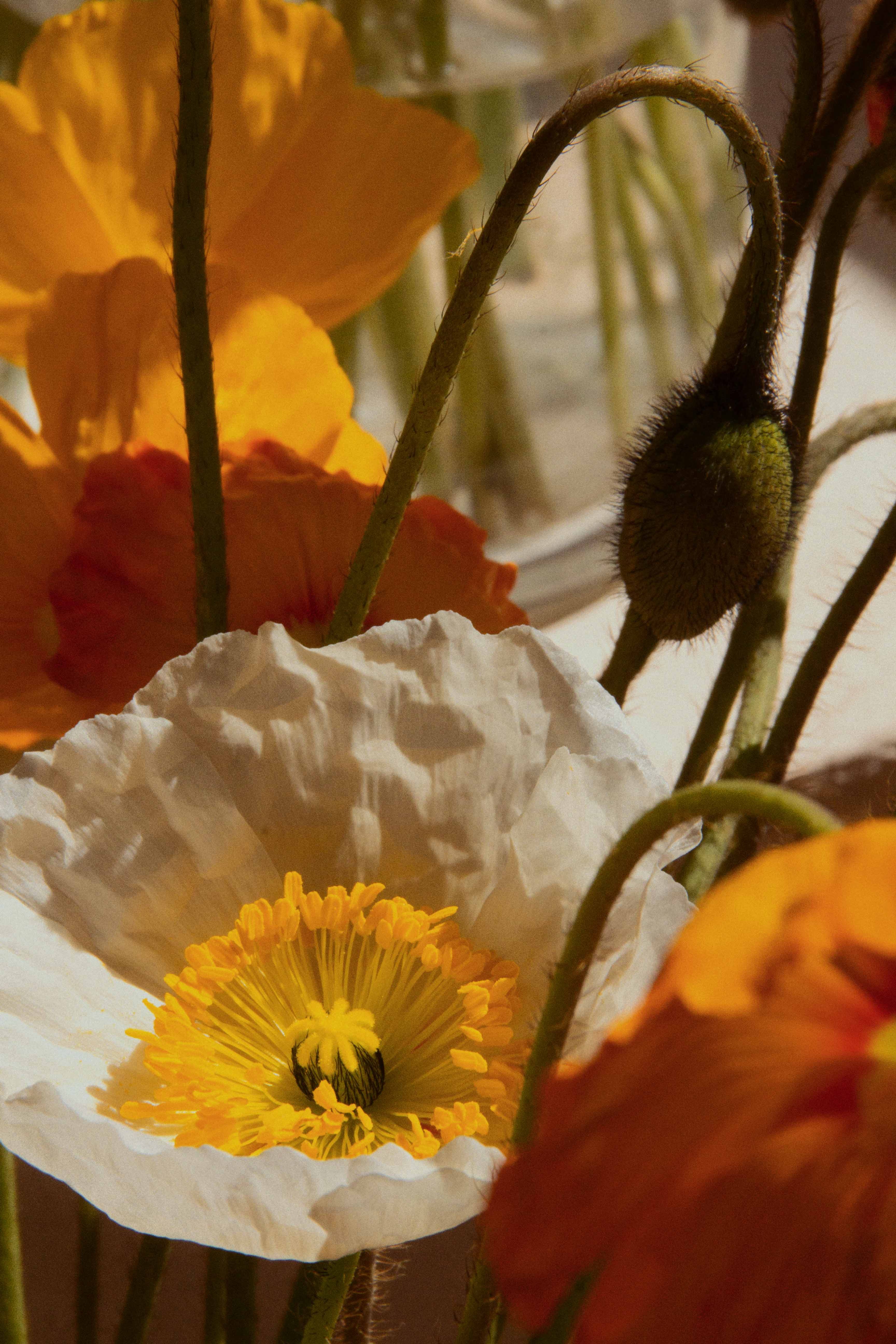 Papaver nudicaule "Kelmscott Giants"