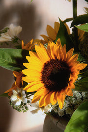 Helianthus annus "Vincent’s Choice"