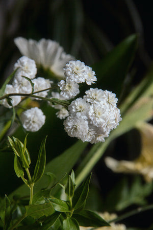 Achillea Ptarmica "The Pearl”