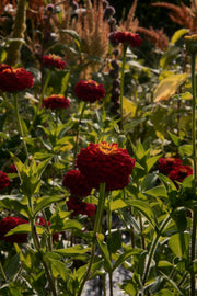 Zinnia elegans "Deep Red"