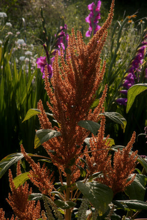 Amaranthus cruentus "Autumn's Touch"