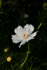 Cosmos bipinnatus "Double click Snow Puff"