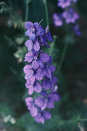 Delphinium Consolida "Brisbane Deep Blue"