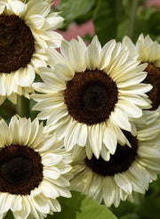 Helianthus annuus F1  "pro cut White Nite"